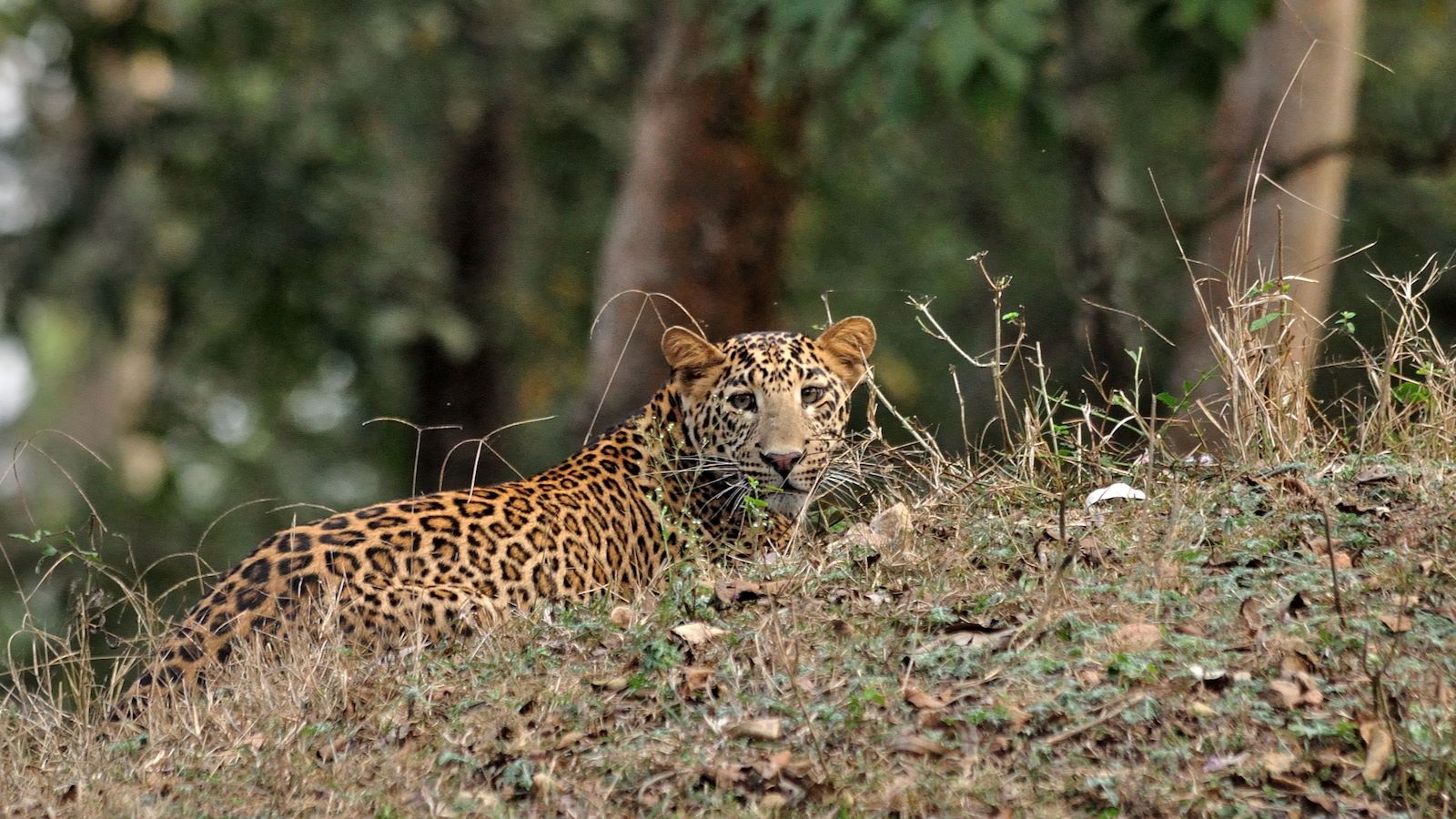 KABINI – The Forest Reserve