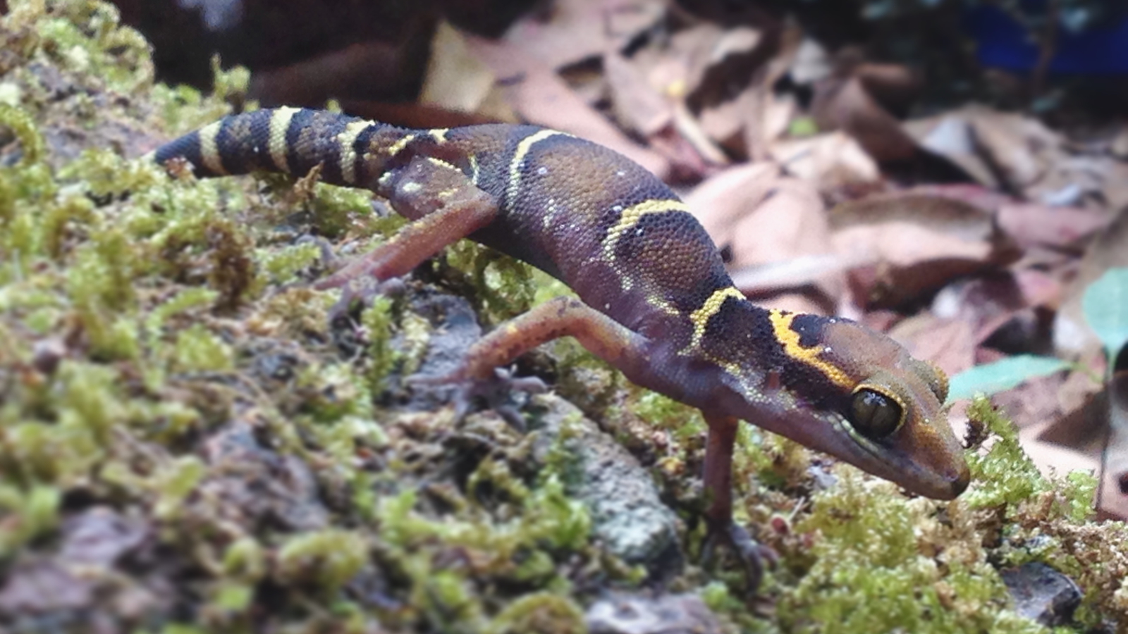 WESTERN GHATS – BIO DIVERSITY FOCUS
